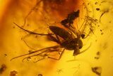 Several Fossil Flies (Diptera) and a Spider (Araneae) In Baltic Amber #139073-3